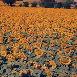 Girasoles